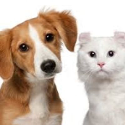 Sĩ phụ kiện thú cưng