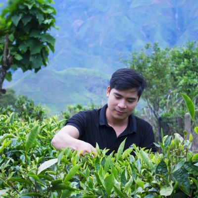 Trà xanh thái nguyên