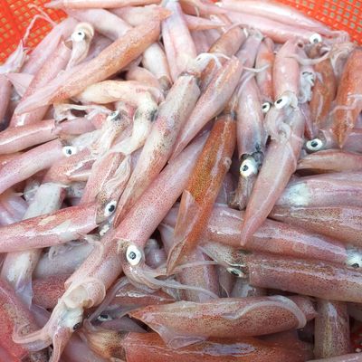 Mực tươi, bạch tuộc