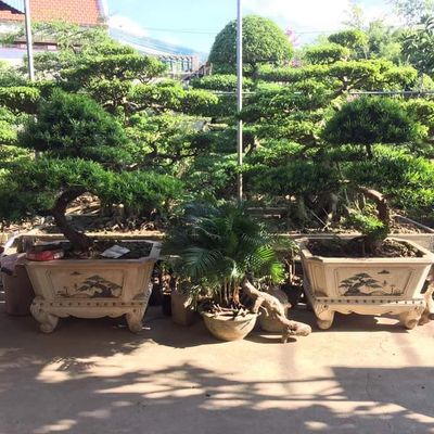 Nhà Vườn Hoa Đạt