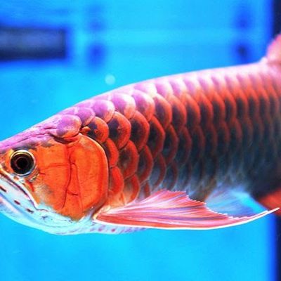 cá cảnh tiến đạt