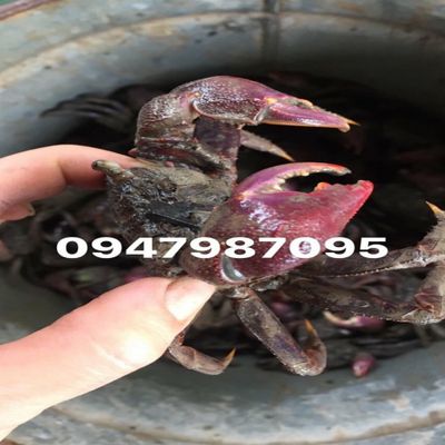 Hải sản cà mau