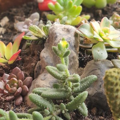 SHOP SỈ TINH DẦU - BỘT - ĐẶC SẢN