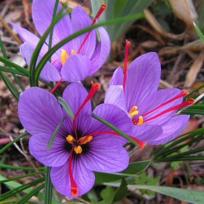 LilyHouse - Chuyên Dầu Gội Bưởi Trị Rụng Tóc