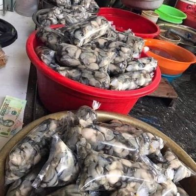 Hàu Sữa Tươi