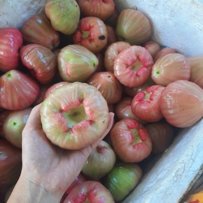 Sỉ trái cây miền tây 