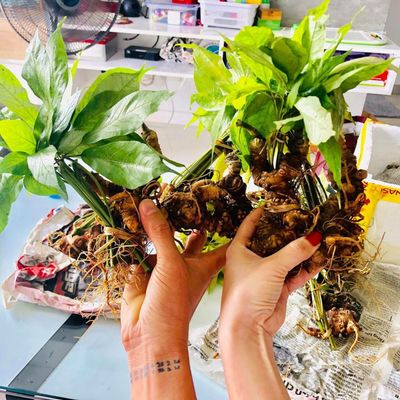 MỸ PHẨM GIÁ SỈ BAO GIÁ TOÀN QUỐC