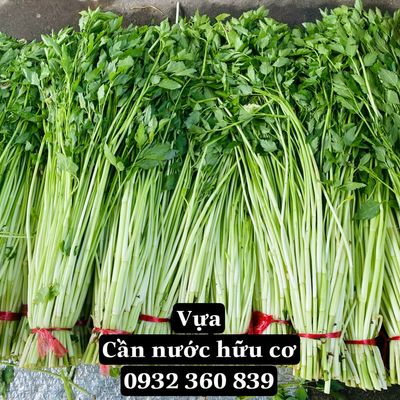 VỰA RAU CẦN NƯỚC HỮU CƠ