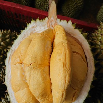 Sầu riêng sỉ