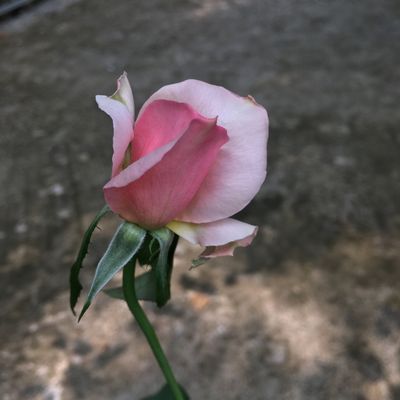 huynh_ngoc_huyen