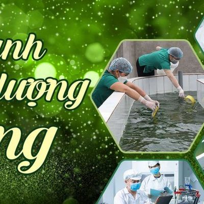 TẢO XOẮN ĐẠI VIỆT