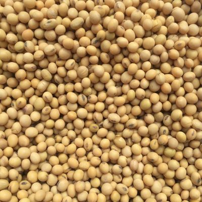 đậu nành giá sỉ giá tận gốc số lượng lớn