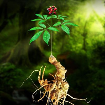 Dược Trần SNL