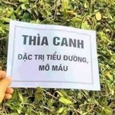 Dây Thìa Canh Khô- Đặc Trị Tiểu Đường Mỡ Máu