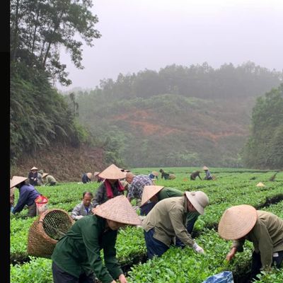 Trà tân cương thái nguyên