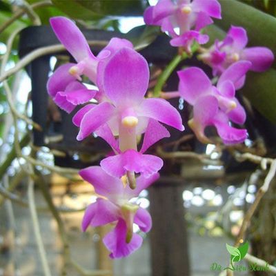 hoa bup giam .atiso đỏ 