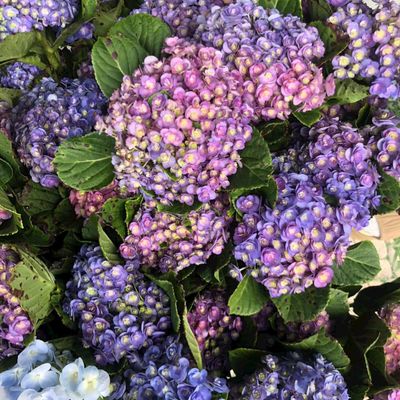 Mỹ Phẩm Giá Xưởng