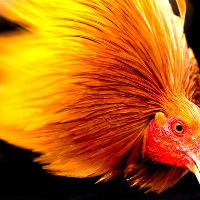 Dây cột gà - Phụ kiện thú y