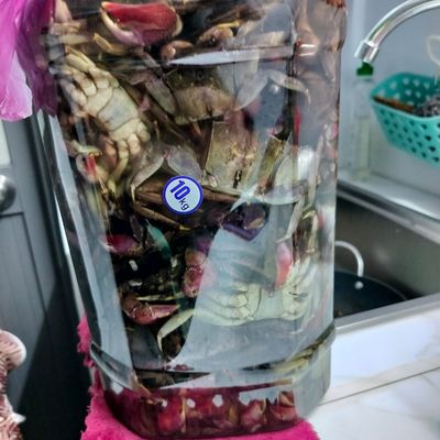 BA KHÍA TƯƠI " SỐNG - MUỐI "