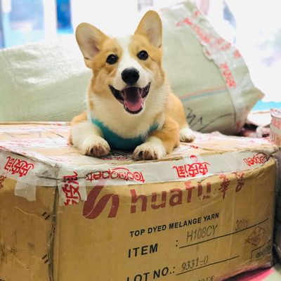 Phụ Kiện Thú Cưng Sỉ