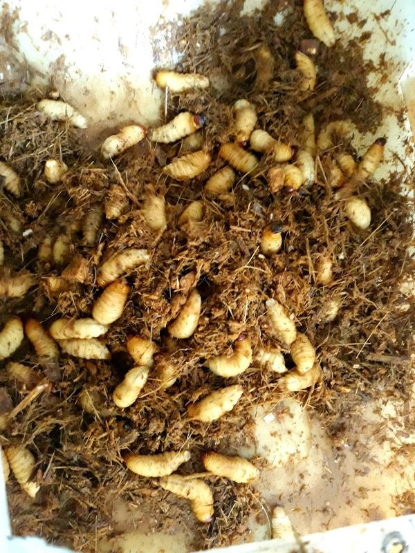 Đuông Dừa Bến Tre Món ăn đặc sản của vùng đất phù sa