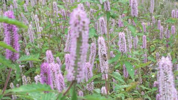 Thông tin về hoa Bạc hà