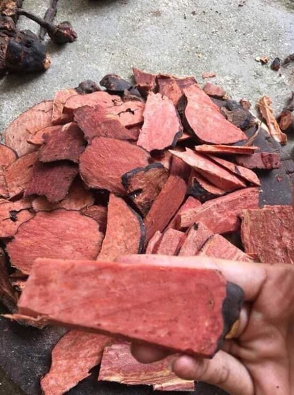 Viên hòa Hà thủ ô đỏ Tây Bắc có tác dụng gì? Viên hòa Hà thủ ô đỏ Tây Bắc có tác dụng gì?