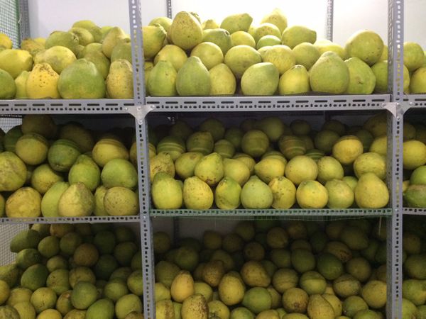 Quán ăn ở đường Tân Hương, Quận Tân Phú, Hồ Chí Minh 10 BƯỞI 5 ROI VĨNH LONG giá sỉ, giá bán buôn - Thị Trường Sỉ