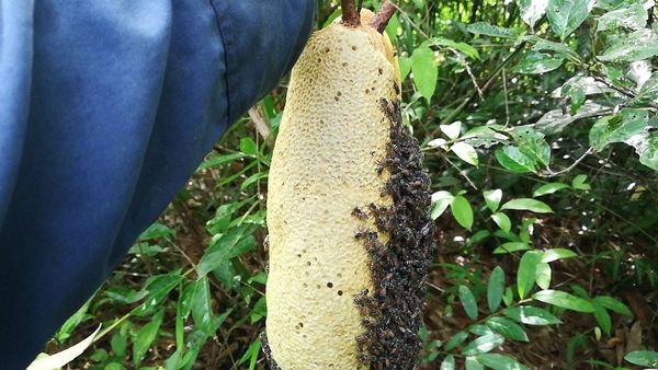 Tổ mật ong ruồi ngâm rượu có tác dụng gì