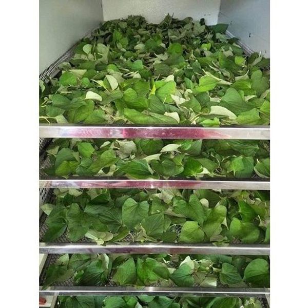 Bột diếp cá sấy lạnh, hữu cơ nguyên chất 100% CTB749 - BECHIP Bột diếp cá sấy lạnh, hữu cơ nguyên chất 100% CTB749 - BECHIP