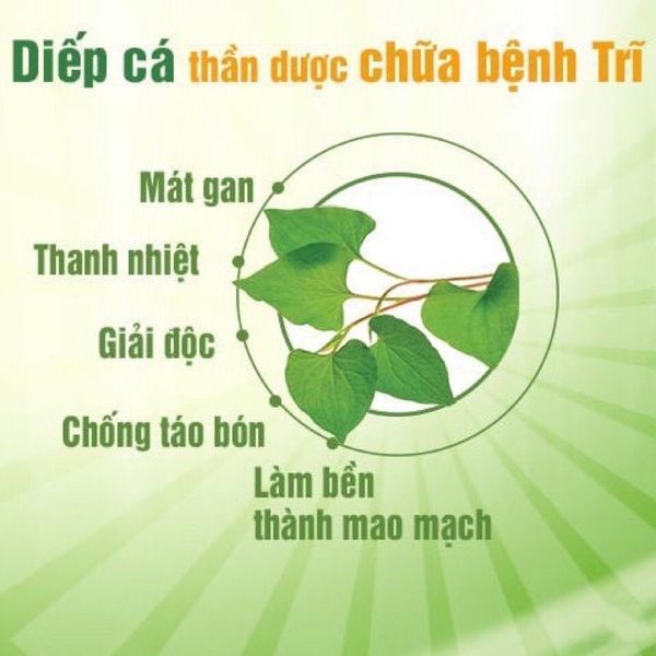 Bột diếp cá sấy lạnh, hữu cơ nguyên chất 100% CTB749 - BECHIP Bột diếp cá sấy lạnh, hữu cơ nguyên chất 100% CTB749 - BECHIP