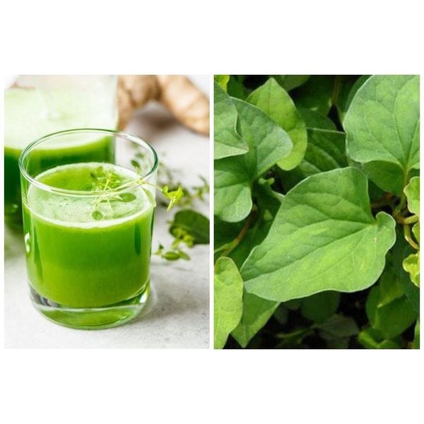 Bột diếp cá sấy lạnh, hữu cơ nguyên chất 100% CTB749 - BECHIP Bột diếp cá sấy lạnh, hữu cơ nguyên chất 100% CTB749 - BECHIP