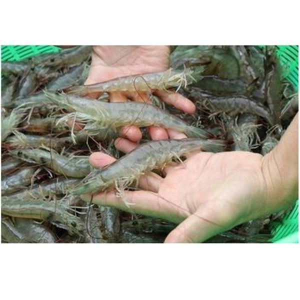 Mắm tôm chua bà Mảng, mắm tôm, tôm chua đặc biệt thơm ngon chuẩn vị Huế hủ 400g - CTB765 Mắm tôm chua bà Mảng, mắm tôm, tôm chua đặc biệt thơm ngon chuẩn vị Huế hủ 400g - CTB765