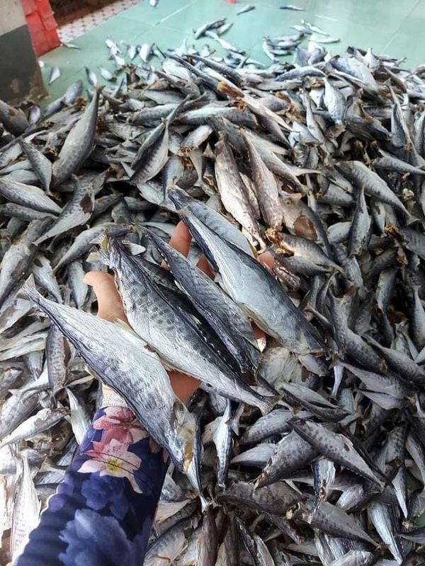 KHÔ CÁ THU NGUYÊN CON MUỐI MẶN 500G - VỰA KHÔ BẾN TRE KHÔ CÁ THU NGUYÊN CON MUỐI MẶN 500G - VỰA KHÔ BẾN TRE
