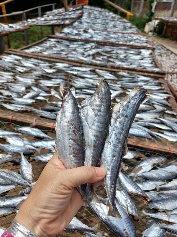 KHÔ CÁ THU NGUYÊN CON MUỐI MẶN 500G - VỰA KHÔ BẾN TRE KHÔ CÁ THU NGUYÊN CON MUỐI MẶN 500G - VỰA KHÔ BẾN TRE