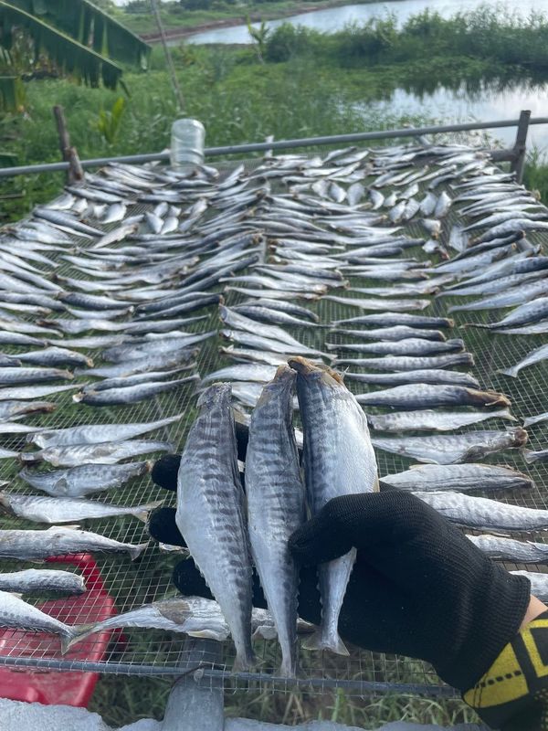 KHÔ CÁ THU NGUYÊN CON MUỐI MẶN 500G - VỰA KHÔ BẾN TRE KHÔ CÁ THU NGUYÊN CON MUỐI MẶN 500G - VỰA KHÔ BẾN TRE