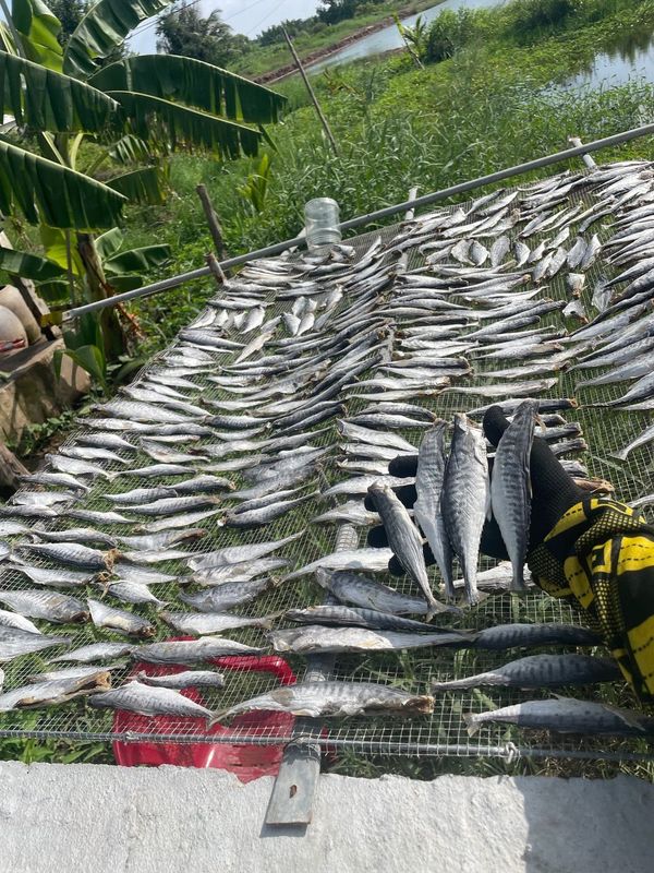 KHÔ CÁ THU NGUYÊN CON ƯỚP MẶN - VỰA KHÔ BẾN TRE KHÔ CÁ THU NGUYÊN CON ƯỚP MẶN - VỰA KHÔ BẾN TRE
