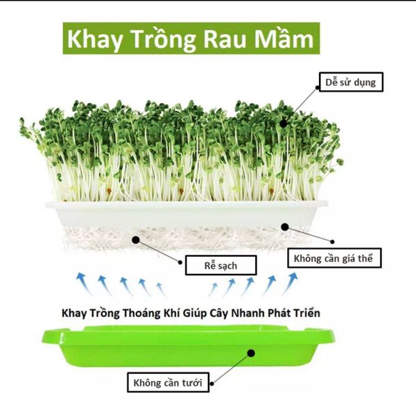 Khay trồng rau mầm giá sỉ, giá bán buôn - Thị Trường Sỉ