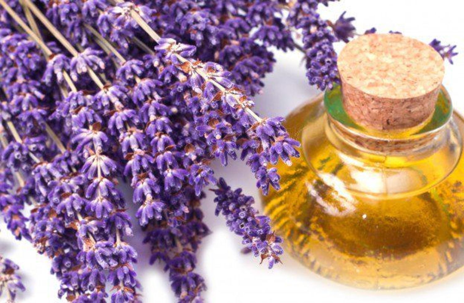 Hoa oải hương Lavender