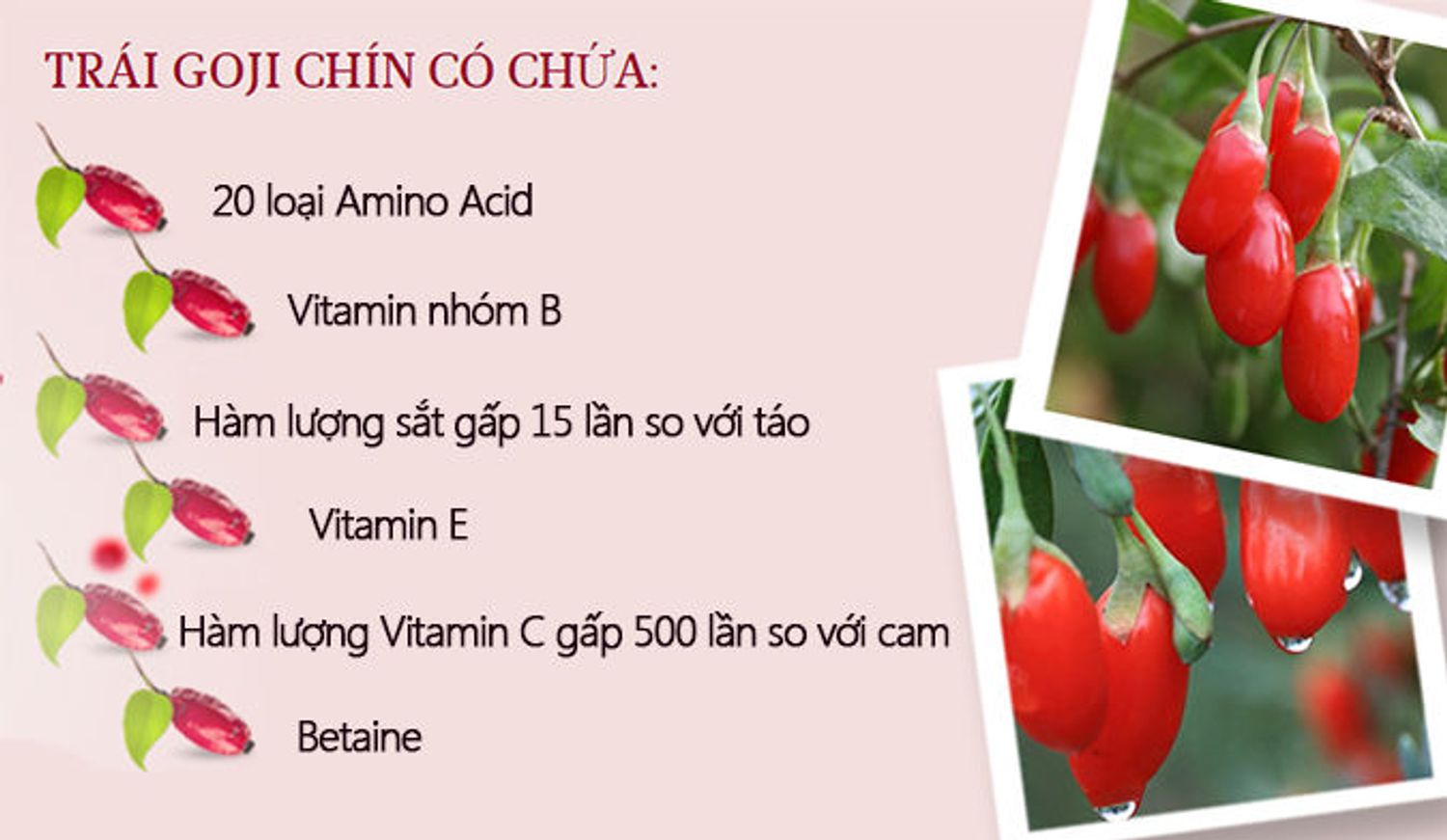 Phân phối sỉ và lẻ Goji chính hãng Nga