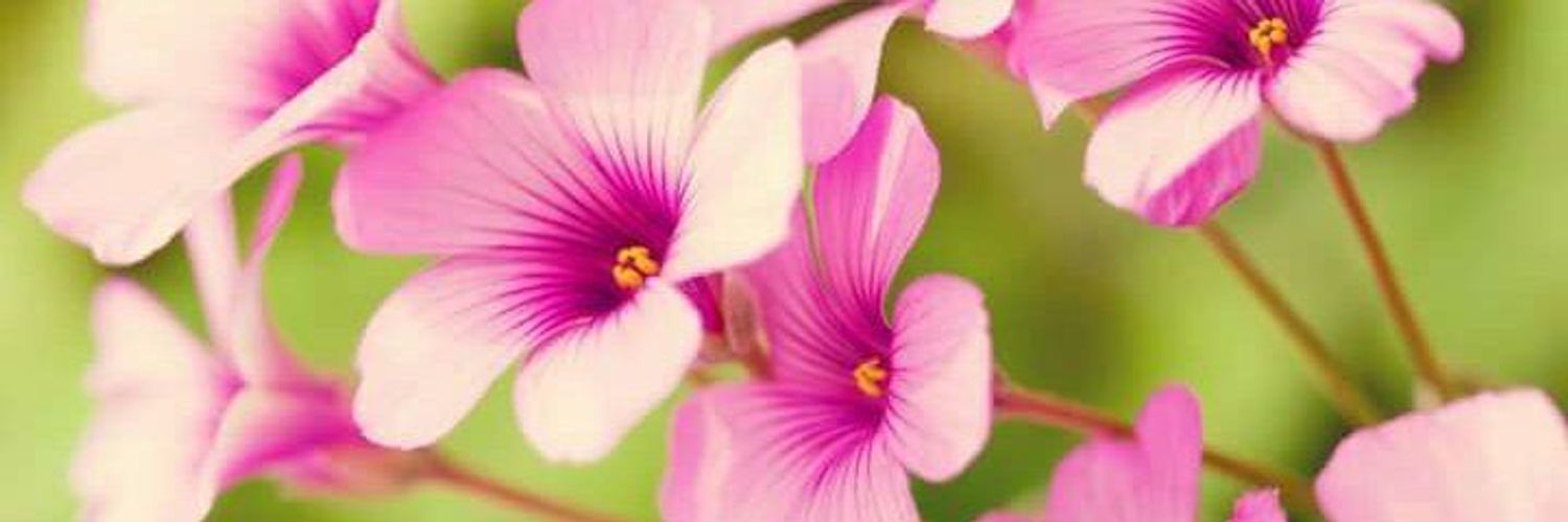 Shop Hạt Giống Nhập Anh Nông Dân
