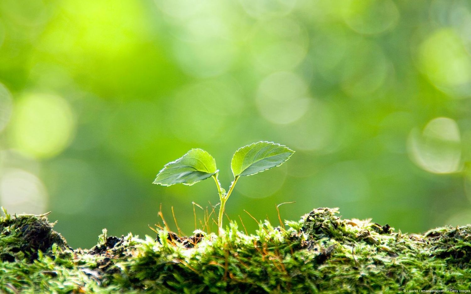 Tinh Dầu Đất Việt